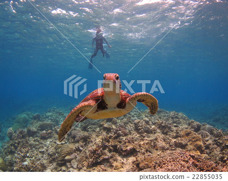 與烏龜沖繩島沖繩島烏龜佩戴水肺的潛水Kerama海島的綠海龜海龜游泳 與烏龜沖繩島沖繩島烏龜佩戴水肺的潛水Kerama海島的綠海龜海龜游泳 22855035
