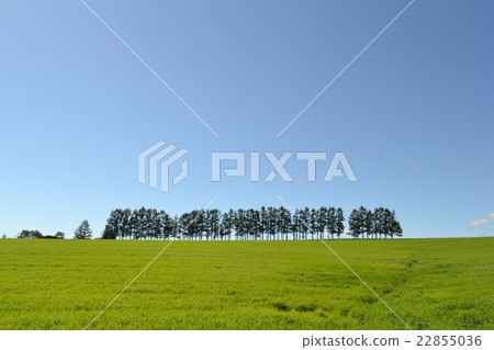 輕度七的北海道山的風景 22855036