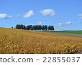 Landscape in Hokkaido Autumn 22855037