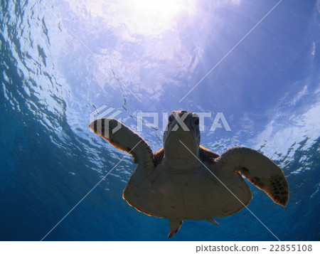 Green turtle sea turtle swimming with tortoise Okinawa sea Okinawa turtle scuba diving Kerama islands Green turtle sea turtle swimming with tortoise Okinawa sea Okinawa turtle scuba diving Kerama islands 22855108