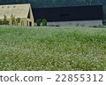 Soba flower 22855312