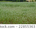 Buckwheat flowers 22855363