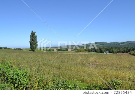 Spacious Hokkaido land Spacious Hokkaido land 22855484
