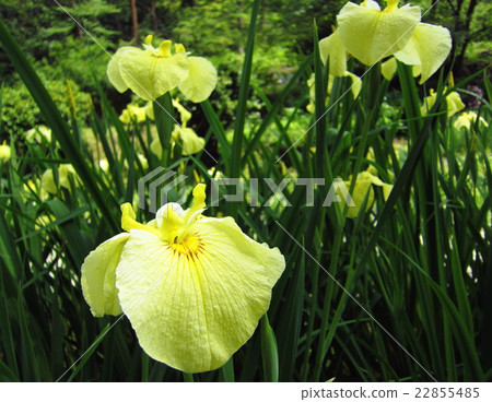 Goshikino Park Ayame garden Goshikino Park Ayame garden 22855485