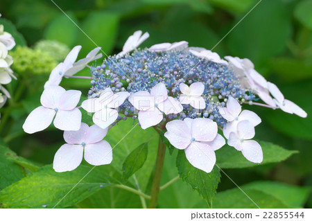  Gaku hydrangea 22855544