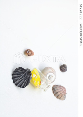 Seashell summer image 22856739