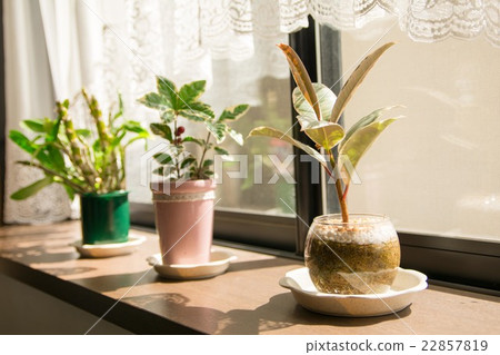 靠窗的房子植物 22857819
