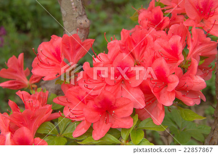Azalea's flower Azalea's flower 22857867