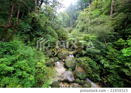 Yakushima Yakusugi Land 22858325