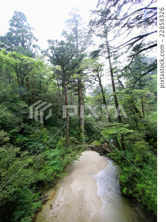 Yakushima Yakusugi Land 22858326