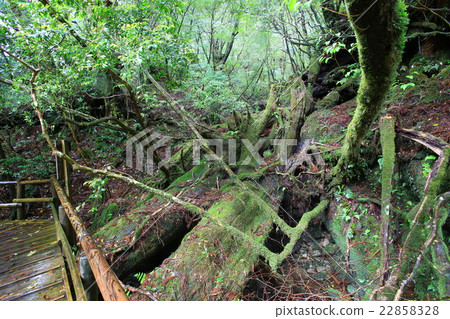 Yakushima Yakusugi Land 22858328