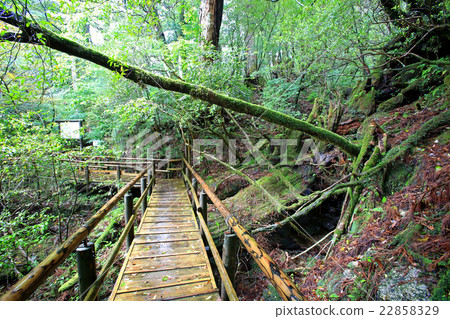 屋久島Yakusugi Land 22858329