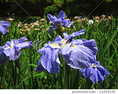 Goshikino Park Ayame花園 22858330