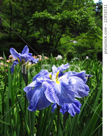 Goshikino Park Ayame花園 22858331