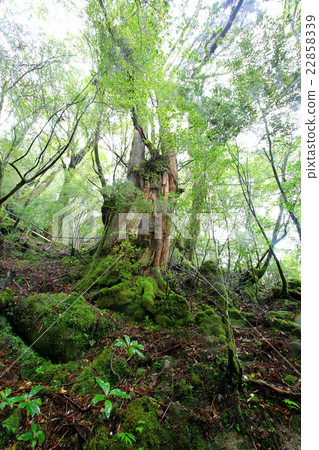 Yakushima Yakusugi Land 22858339