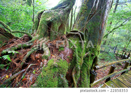 屋久島Yakusugi Land 22858353