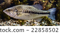 Black Bass 22858502