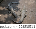 Crocodile's back 22858511