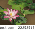 Lotus flower  22858515