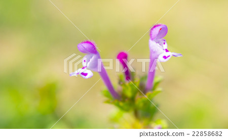 Hotokenoza 16: 9 Hotokenoza 16: 9 22858682