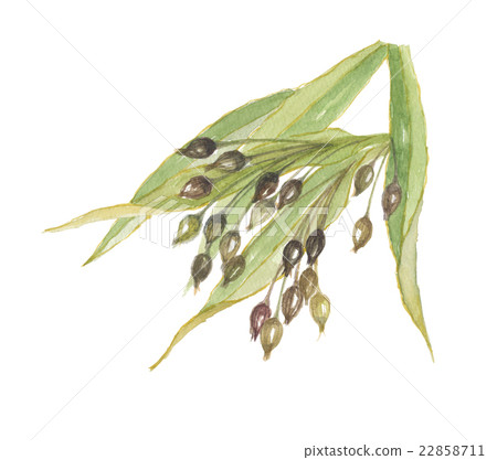 小麥大麥 22858711