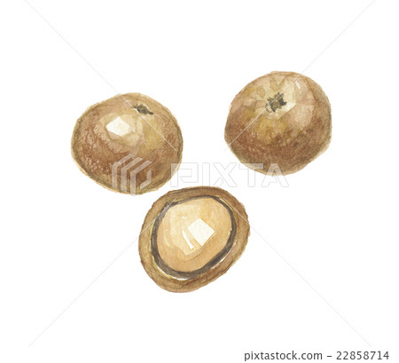 澳洲堅果 澳洲堅果 22858714