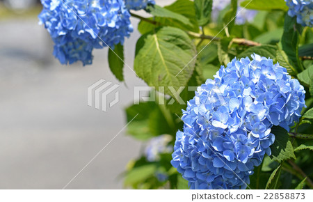 Hydrangea (hydrangea) 22858873