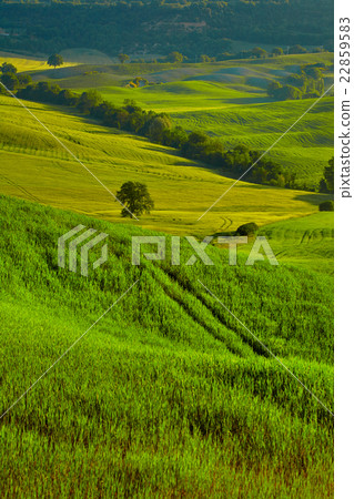 View of green fields at sunset in Tuscany View of green fields at sunset in Tuscany 22859583