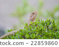 selective focus to chameleon on the tree 22859860