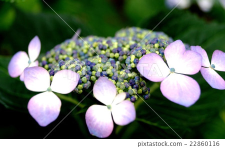 ......hydrangea. ......hydrangea. 22860116