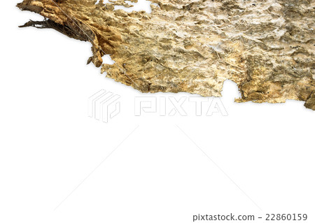bark background texture 22860159