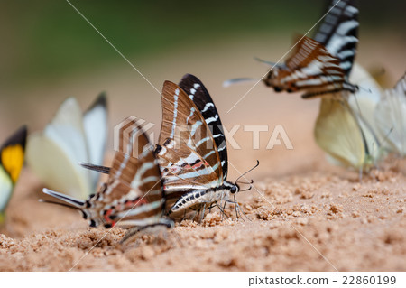 Butterfly eating Salt licks on ground 22860199