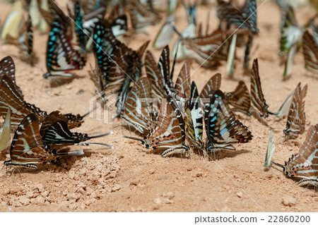 Diversity of butterfly species 22860200