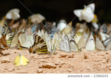 Diversity of butterfly species 22860201
