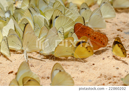 Diversity of butterfly species 22860202
