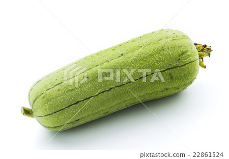 一條絲瓜 22861524