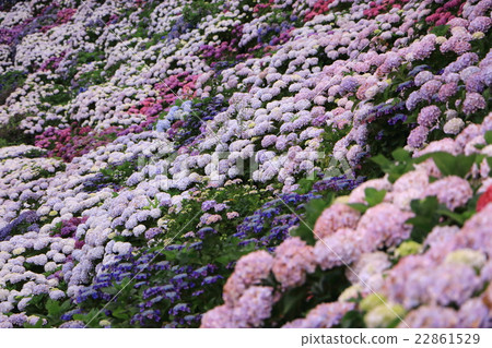 繡球花路 22861529