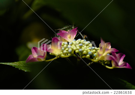 繡球花的憂鬱 22861638