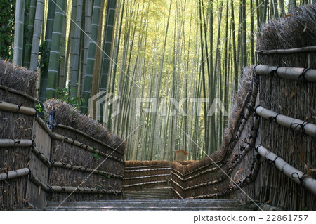  Bamboo grove 22861757