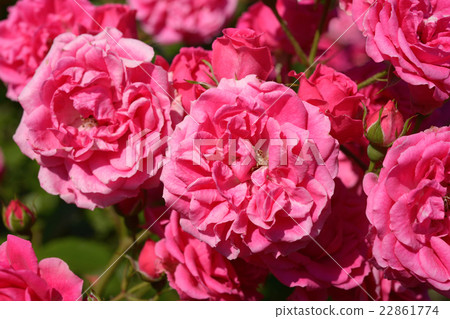 Pink roses in garden close-up Pink roses in garden close-up 22861774