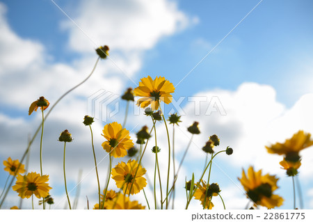 Coreopsis pubescens flowers on blue sky background Coreopsis pubescens flowers on blue sky background 22861775