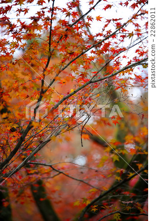Autumn leaves in Kyoto Autumn leaves in Kyoto 22862011