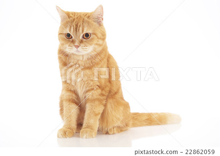 American Short Hair 22862059