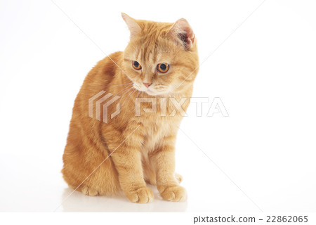 American Short Hair 22862065