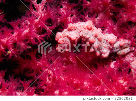 侏儒海水管 22862081