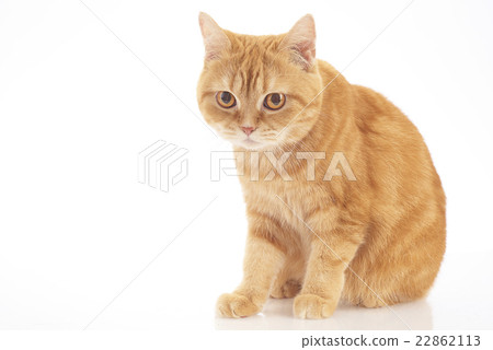 American Short Hair 22862113