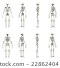 3DCG Human skeleton upright posture set 45 degrees 22862404
