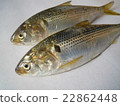 鳓 22862448