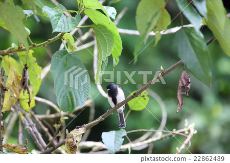 Wild birds of Africa · Munagurugara 22862489