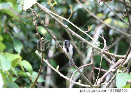 非洲野生鳥類·Munagurugara 非洲野生鳥類·Munagurugara 22862491